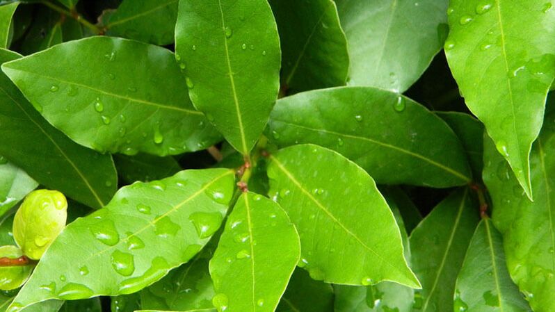 Bay leaf needed for use in diabetes